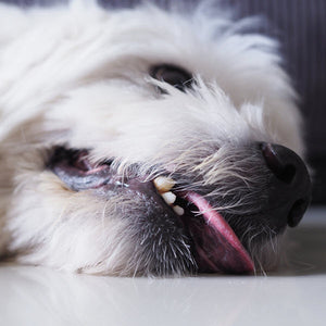 CBD Oil for Dogs with Seizures: A Natural Remedy