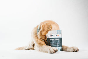 CBD for Pet Anxiety: How it Can Help Calm Your Furry Friend