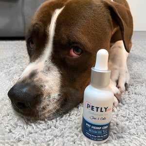 CBD for Pet Pain Management: Can it Replace Traditional Medications?
