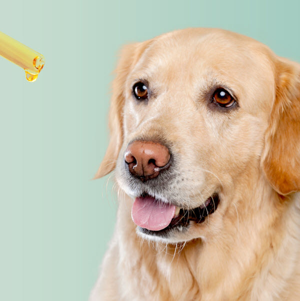 How to Choose the Right CBD Dosage for Pets