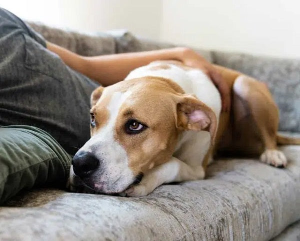The Benefits of CBD Oil for Dogs with Separation Anxiety