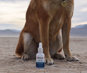 The Science Behind CBD Oil: How it Works for Pets