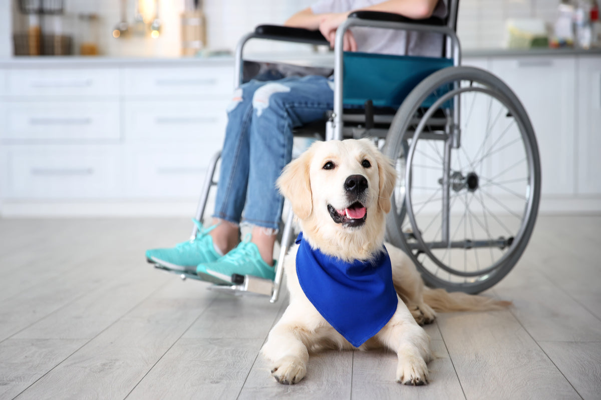 Service Dogs: A Quick Guide