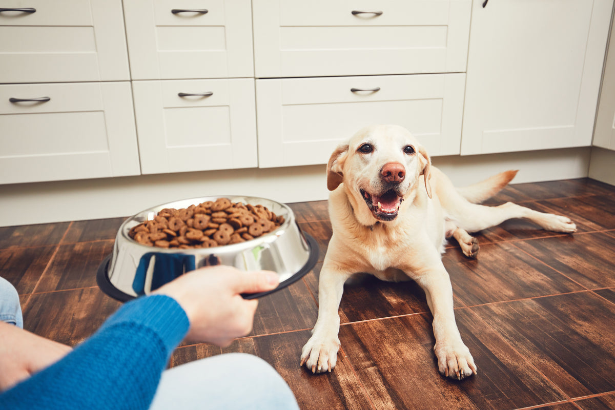 The Need-to-Know about High Fiber Dog Food