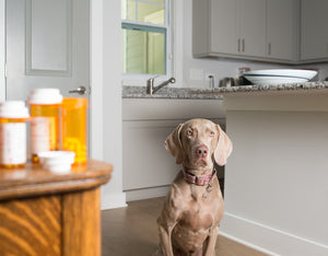 Meloxicam for Dogs: Side Effects to Look For