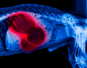 Kidney Disease in Canine: What to Know