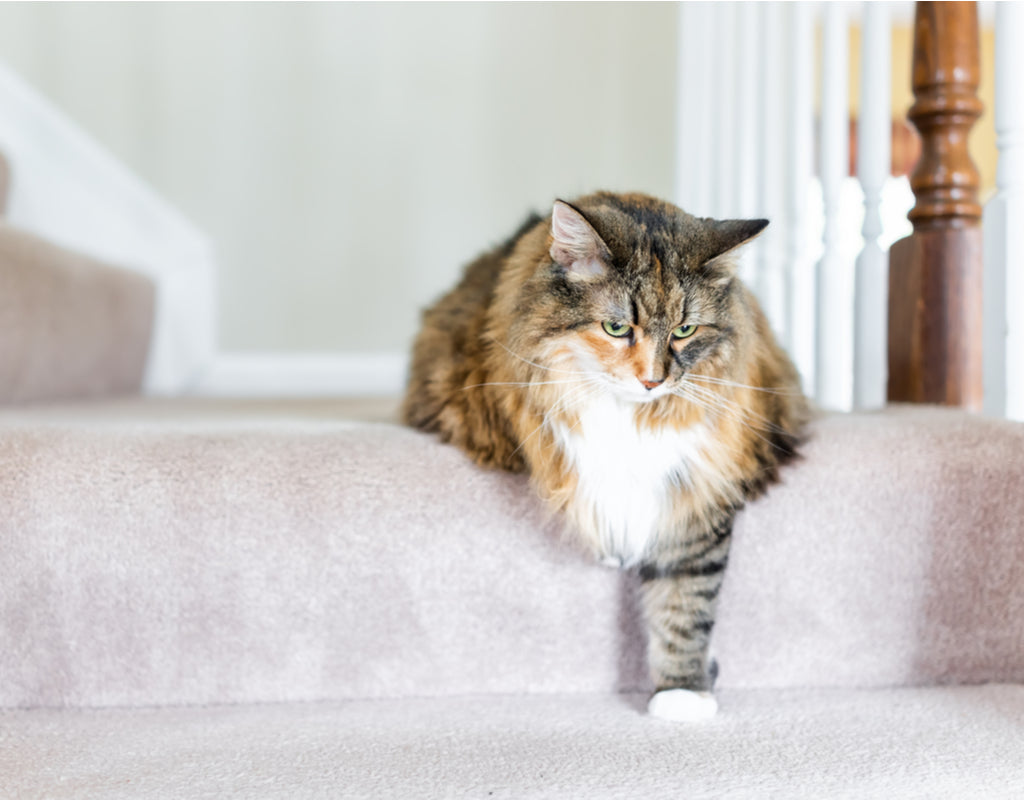 Cat Arthritis: What to Expect