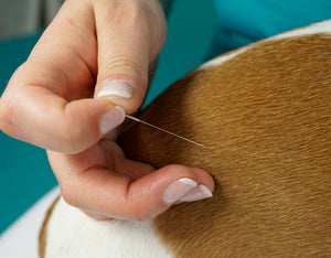 Acupuncture for Canines: The Beaming Benefits