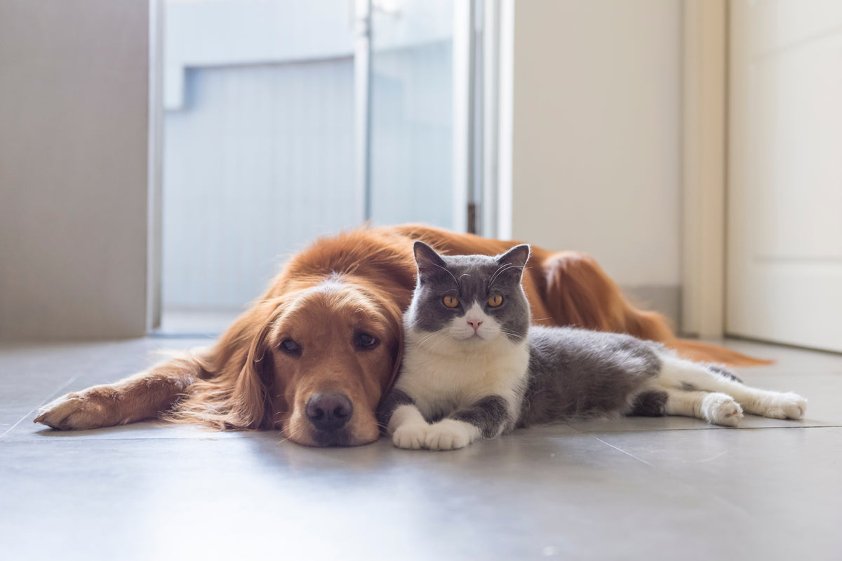 Atopica for Dogs and Cats: The Benefits and Risks