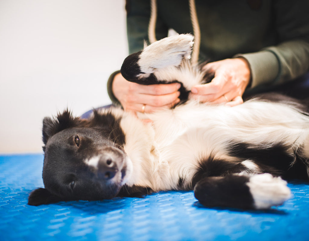 The Benefits Canine Massage: Soothing Successes