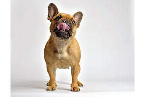 Can Dogs Eat Peanut Butter?