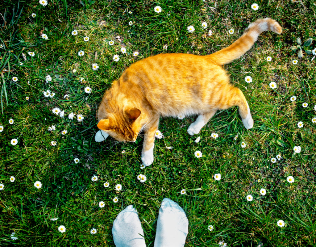 What to do When Your Cat Has Allergies