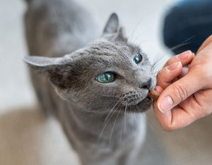 CBD Cat Treats: Your Treat Guide