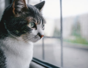 Cat Depression: What Signs to Look For