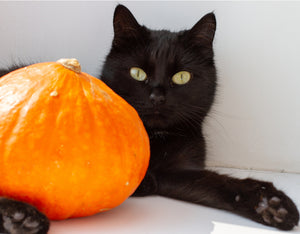 Pumpkin for Cats: A Guide