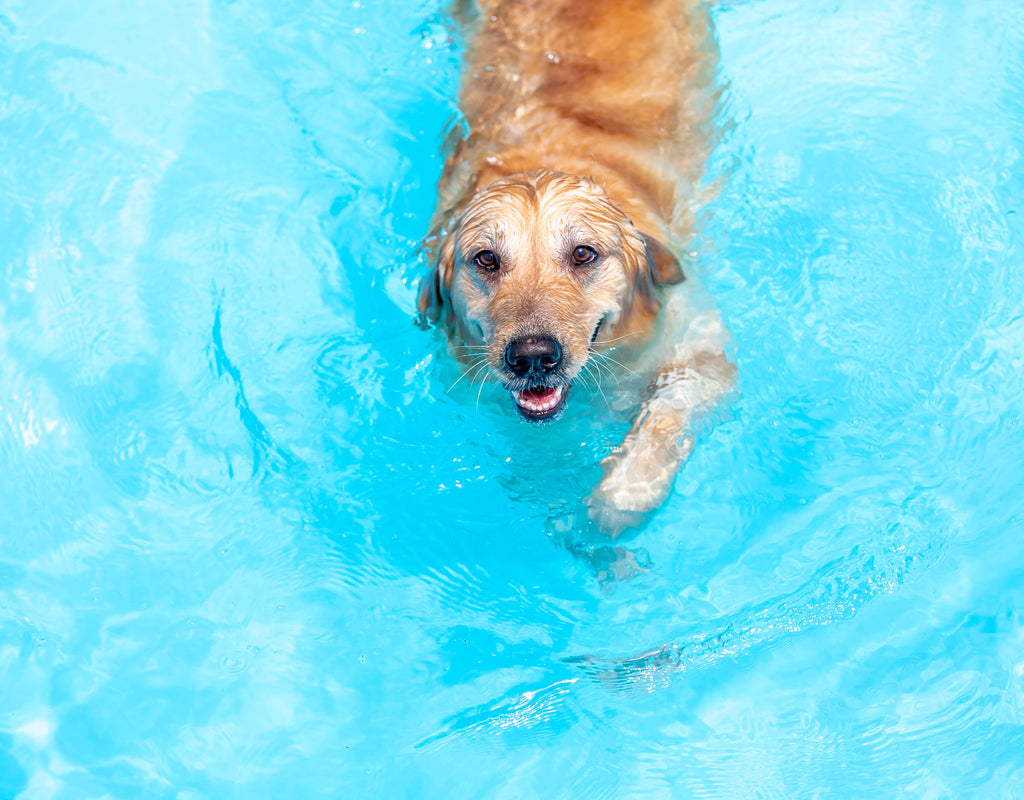 Hydrotherapy for Canines