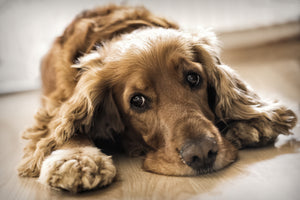 Potassium Bromide for Dogs: What You Need to Know