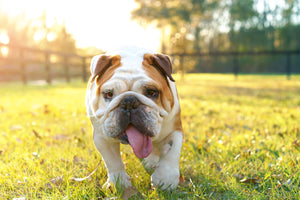 Dog Hot Spots: Everything You Need to Know