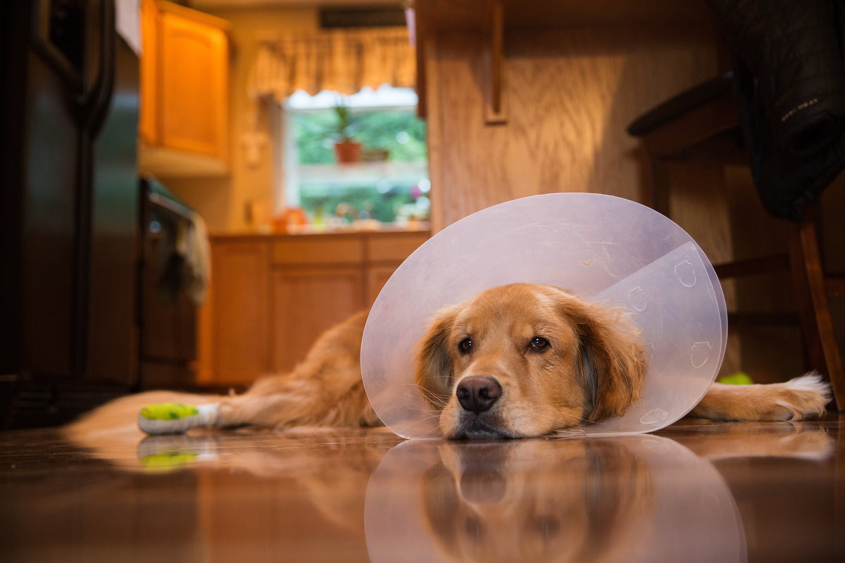 Tramadol for Dogs: The Do’s and Don’ts