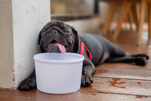 Heat Stroke in Dogs: How to Beat the Heat