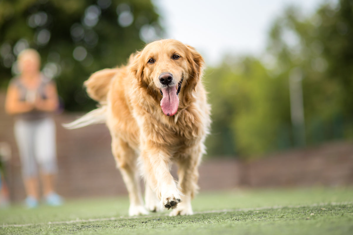 Glucosamine for Dogs: What to Know
