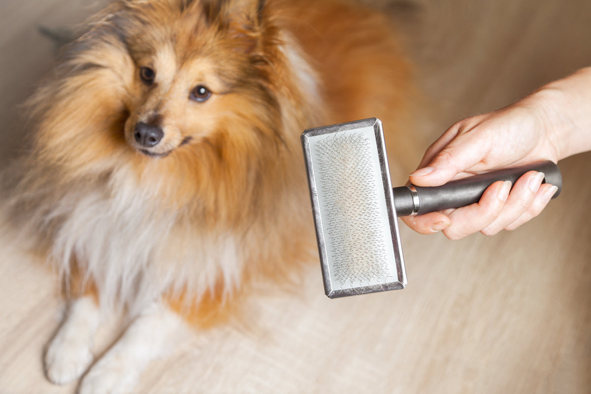 How to Get Your Dog’s Shedding Under Control