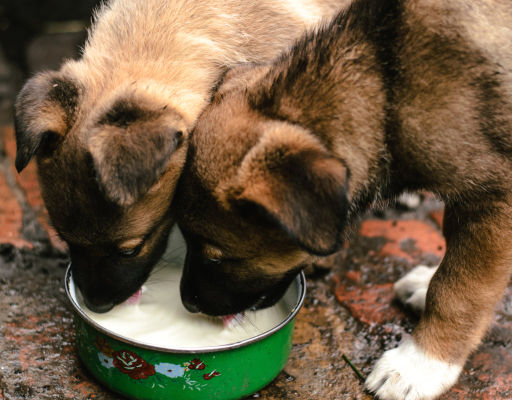 Goat Milk for Dogs: The Big Time Benefits