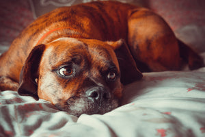 Prednisone and Dogs: A Word of Caution