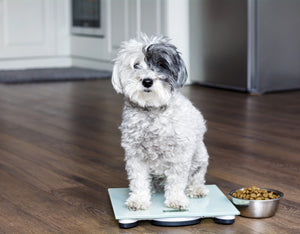 Obesity in Dogs: What to Do