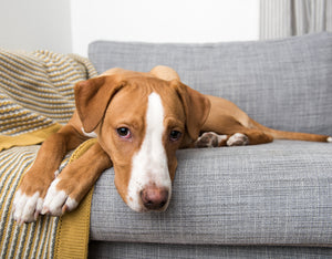 Tired Dog: Common Signs and Symptoms to Recognize