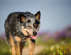 The Longest Living Dogs: Key Takeaways
